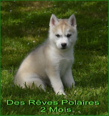 Torgal Des Rêves Polaires