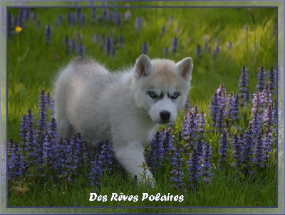 Topaze Des Rêves Polaires