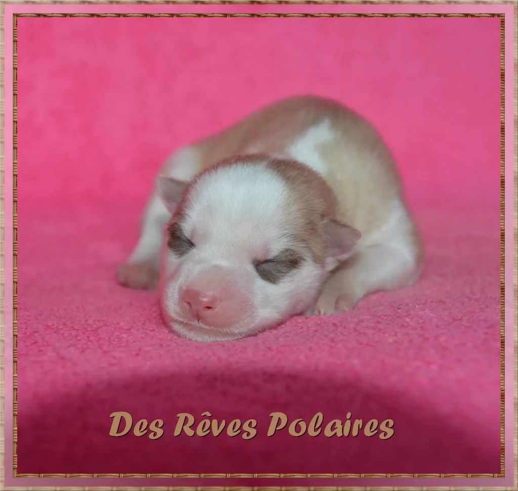 des rèves polaires - Chiot disponible  - Siberian Husky