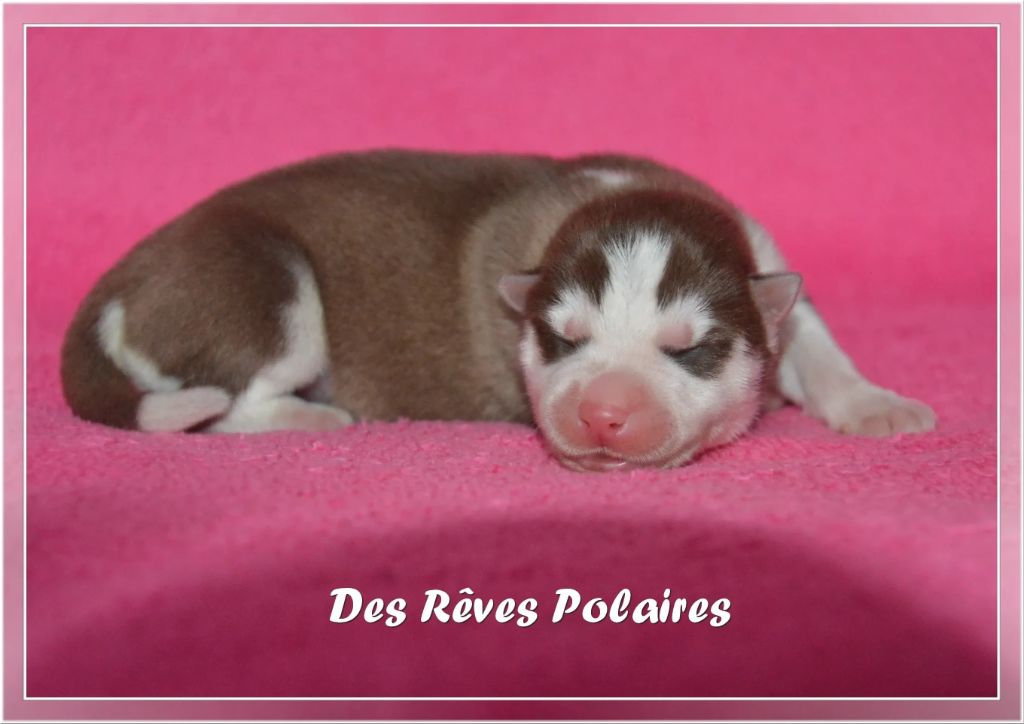 des rèves polaires - Chiot disponible  - Siberian Husky