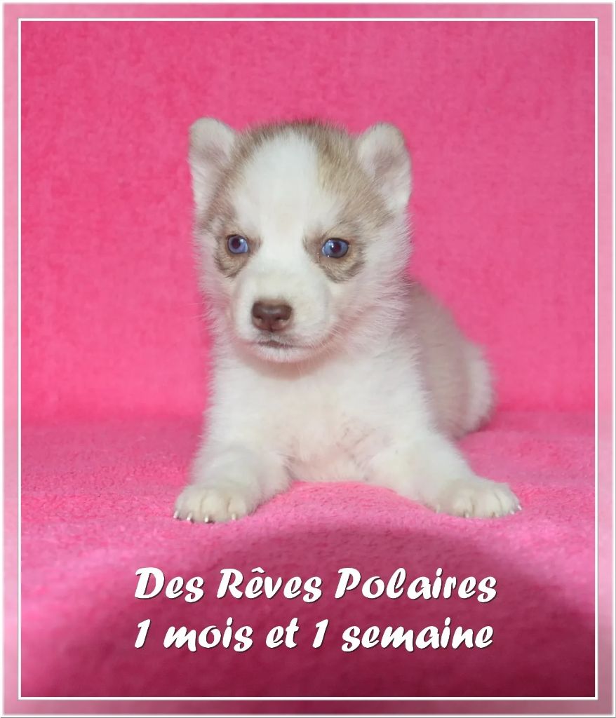 des rèves polaires - Chiot disponible  - Siberian Husky