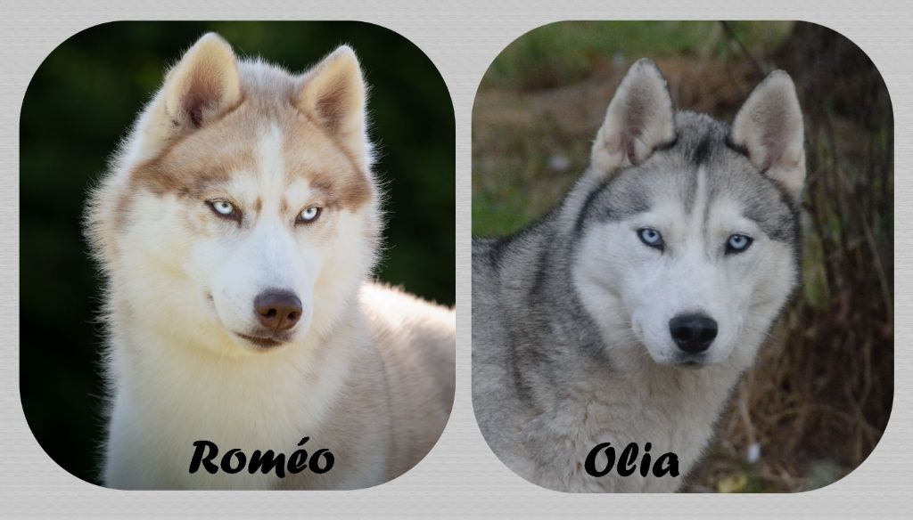 des rèves polaires - Chiot disponible  - Siberian Husky