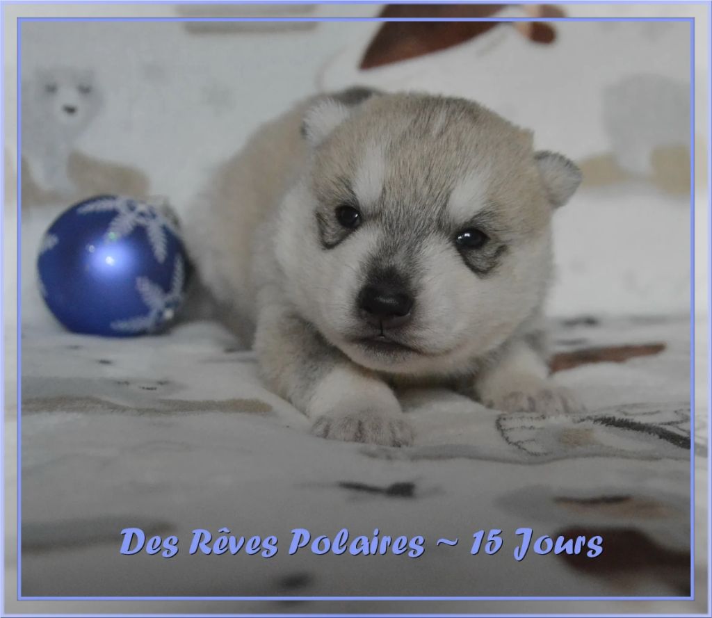 des rèves polaires - Chiot disponible  - Siberian Husky