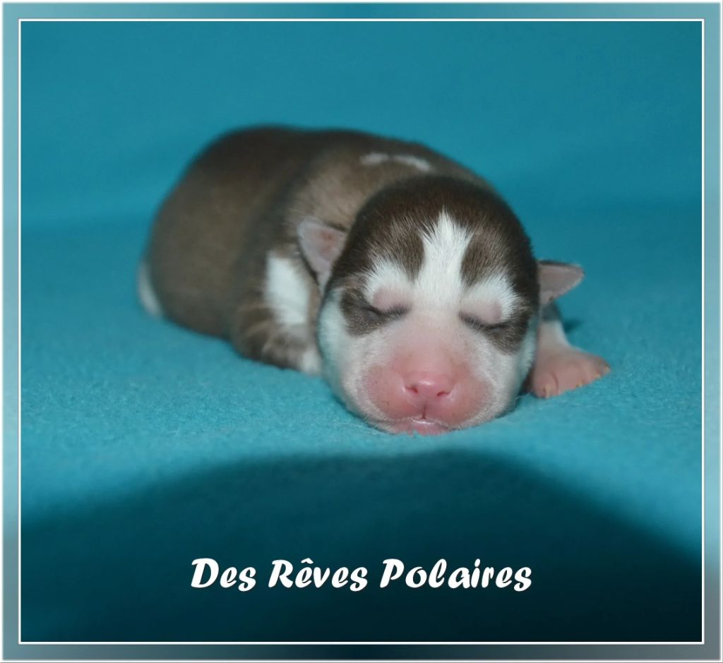 des rèves polaires - Chiot disponible  - Siberian Husky