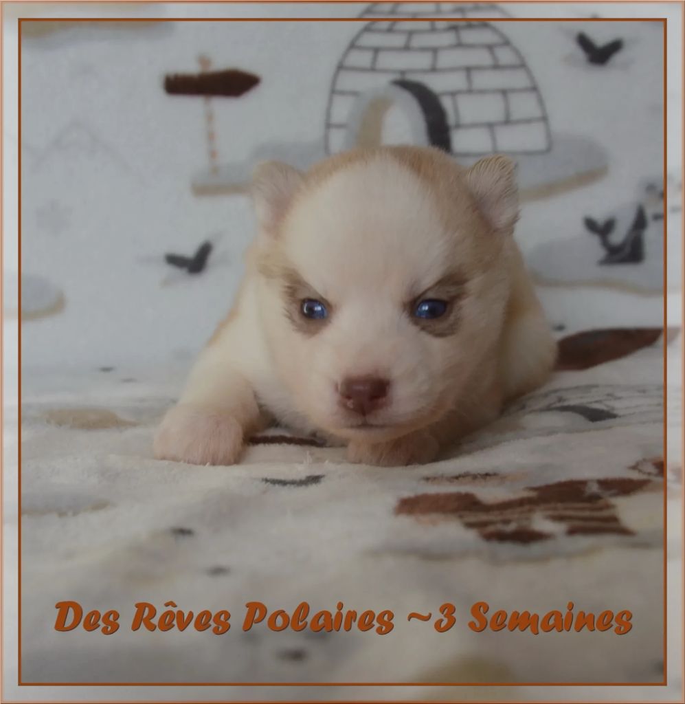 des rèves polaires - Chiot disponible  - Siberian Husky