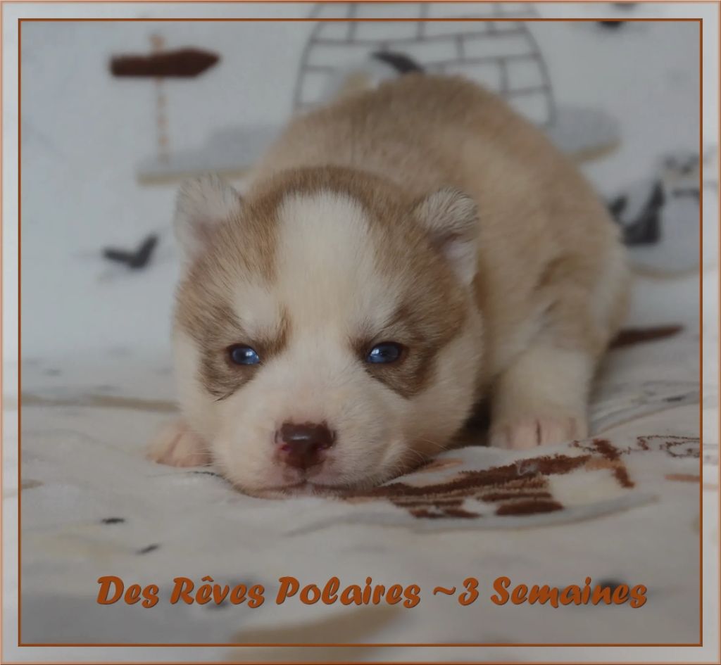 des rèves polaires - Chiot disponible  - Siberian Husky