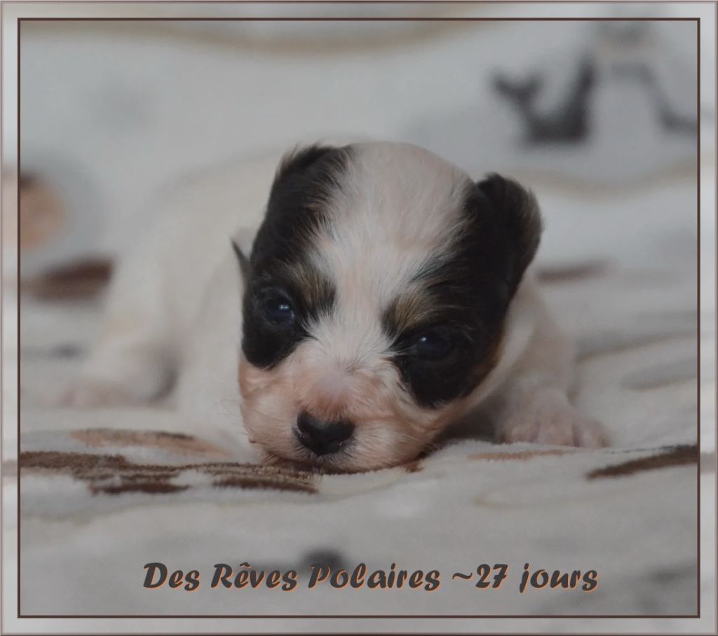 des rèves polaires - Chiot disponible  - Epagneul nain Continental (Papillon)