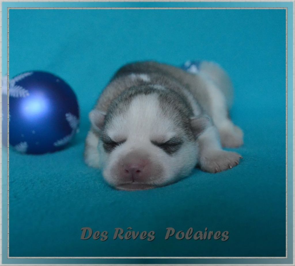 des rèves polaires - Chiot disponible  - Siberian Husky