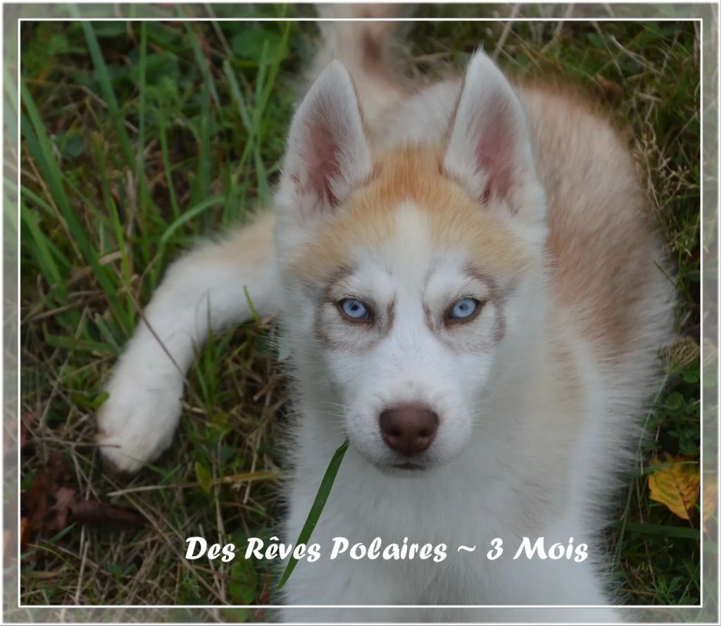 des rèves polaires - Chiot disponible  - Siberian Husky