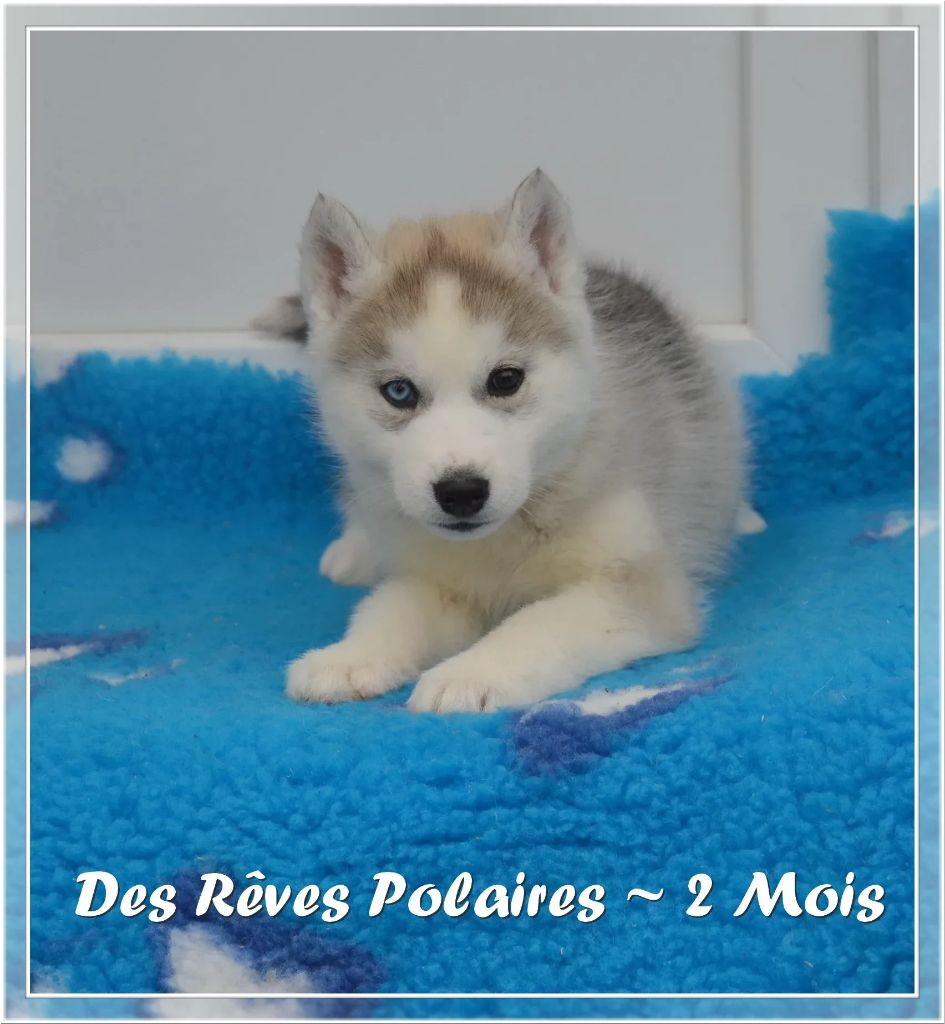 des rèves polaires - Chiot disponible  - Siberian Husky