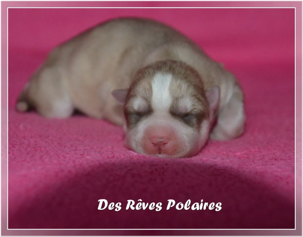 des rèves polaires - Chiot disponible  - Siberian Husky