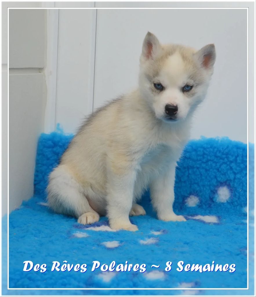 des rèves polaires - Chiot disponible  - Siberian Husky