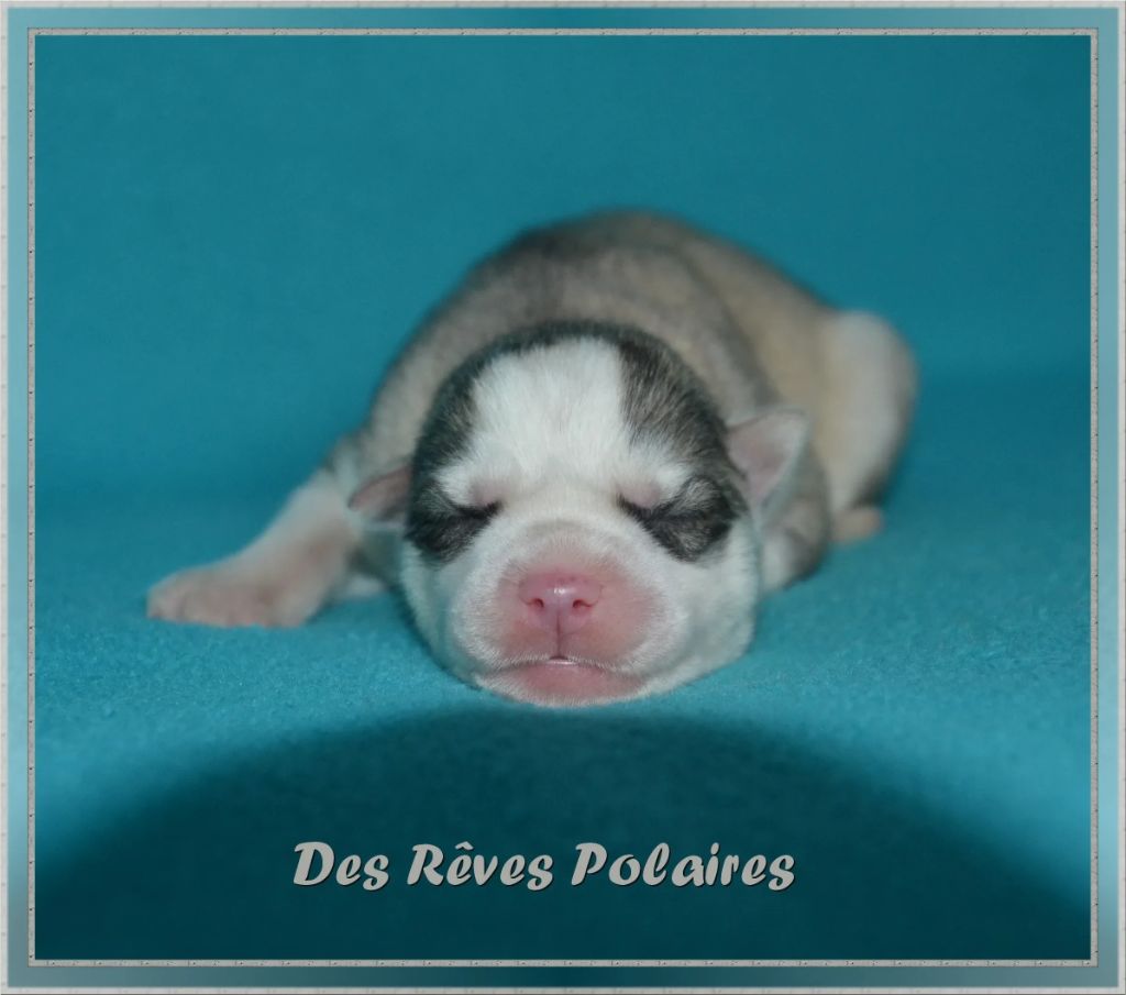 des rèves polaires - Chiot disponible  - Siberian Husky