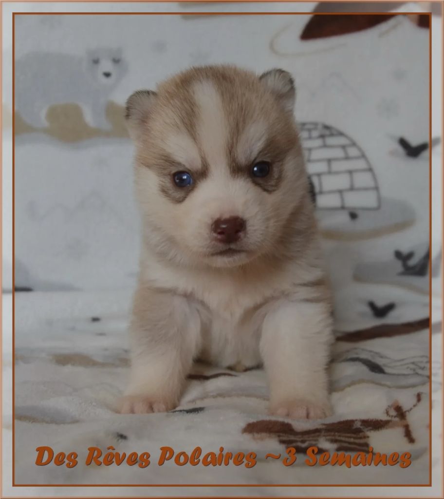 des rèves polaires - Chiot disponible  - Siberian Husky