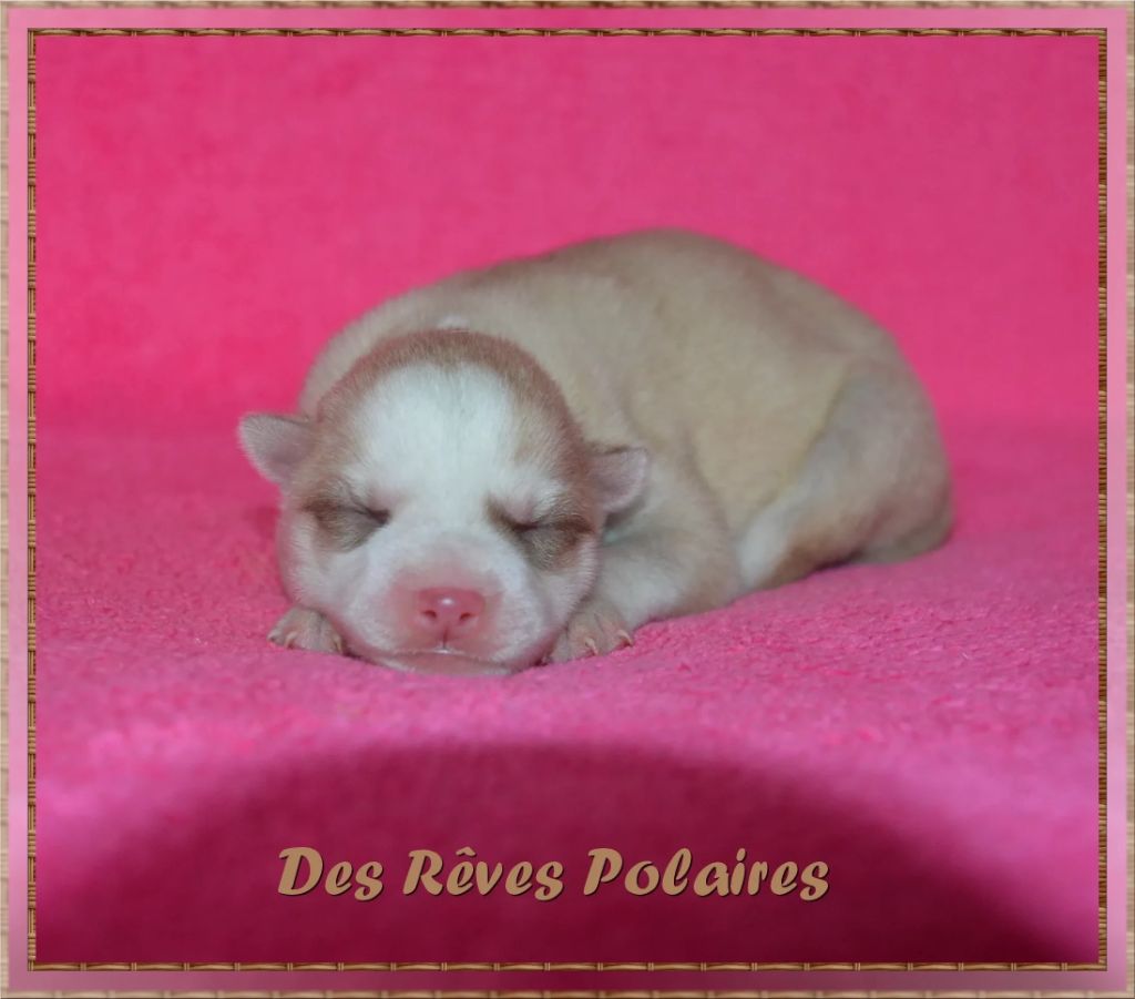 des rèves polaires - Chiot disponible  - Siberian Husky