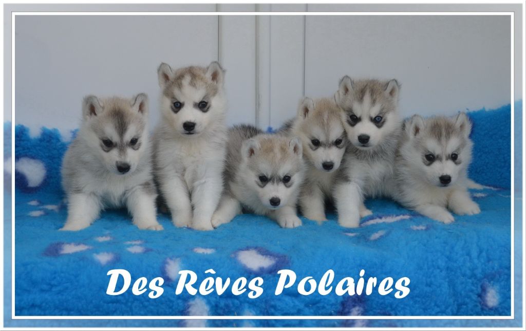 chiot Siberian Husky des rèves polaires