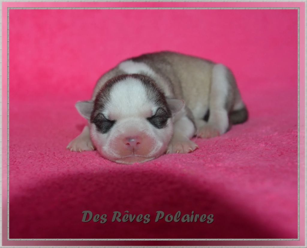 des rèves polaires - Chiot disponible  - Siberian Husky