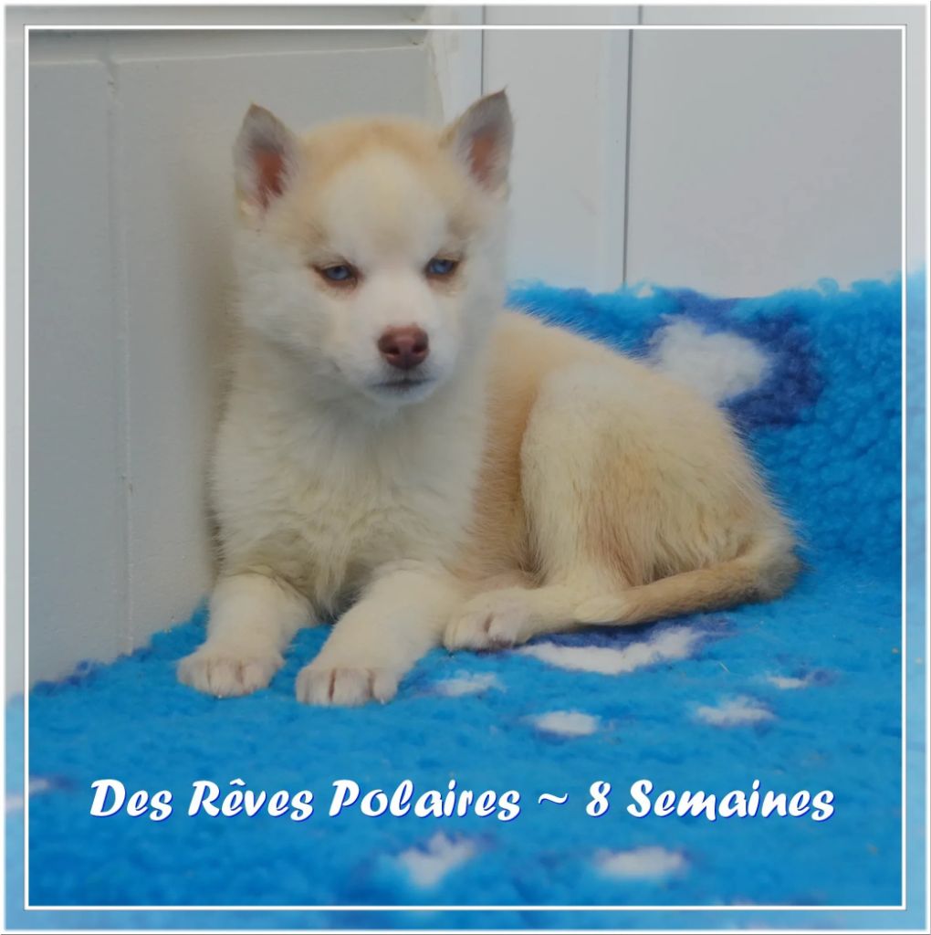 des rèves polaires - Chiot disponible  - Siberian Husky