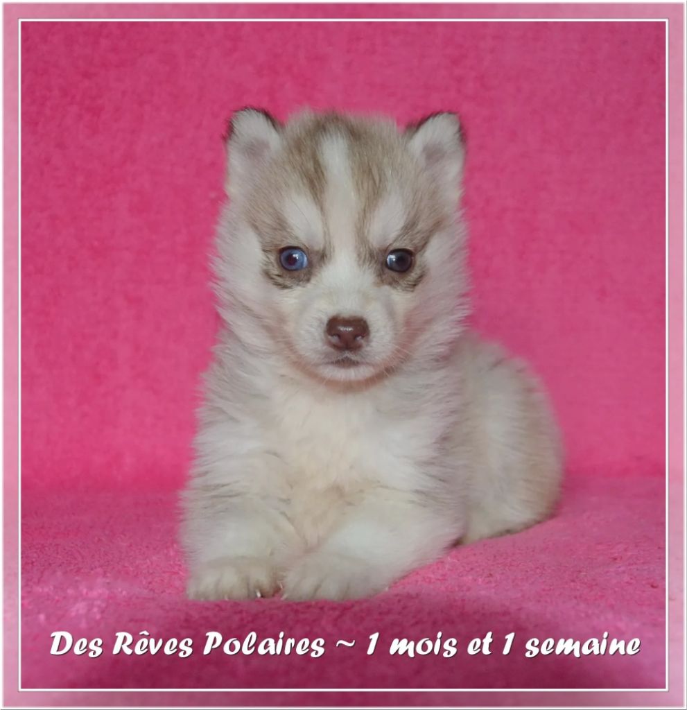 des rèves polaires - Chiot disponible  - Siberian Husky