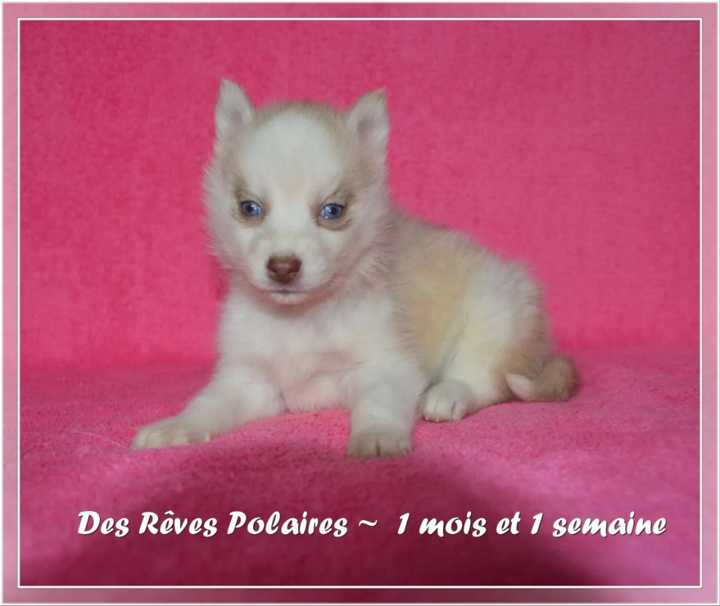 des rèves polaires - Chiot disponible  - Siberian Husky