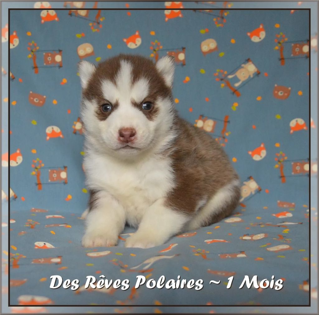 des rèves polaires - Chiot disponible  - Siberian Husky