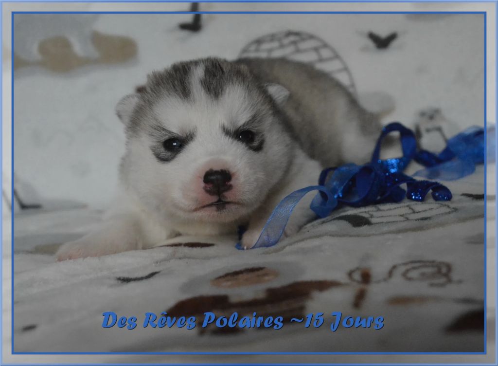 des rèves polaires - Chiot disponible  - Siberian Husky