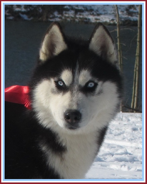CH. Flash des reves de neige