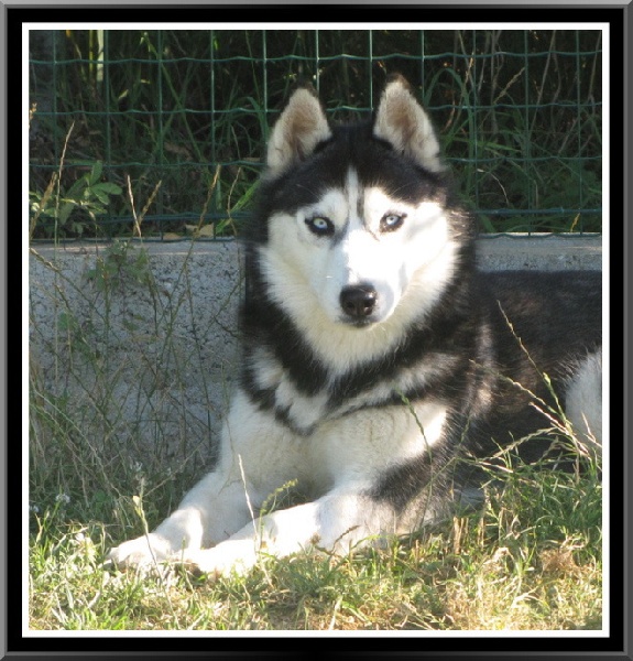 Feeby des reves de neige