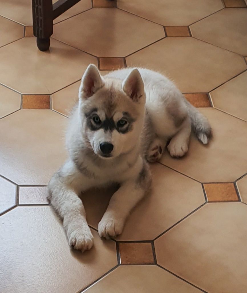 Azur des rêves polaires des rèves polaires