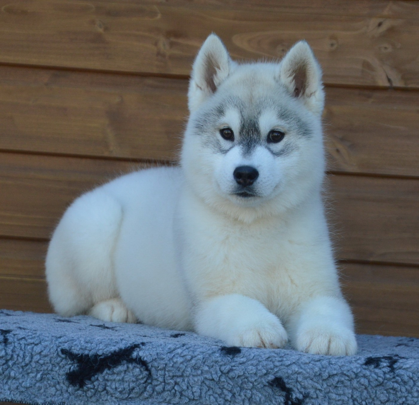 ARTICA des rèves polaires
