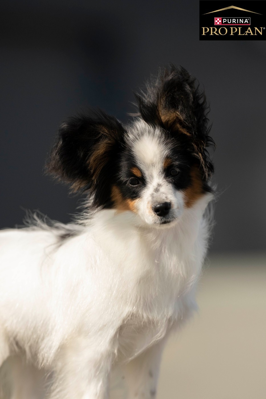 Aurore Boréale dite MIRA des Hautes Pertuades