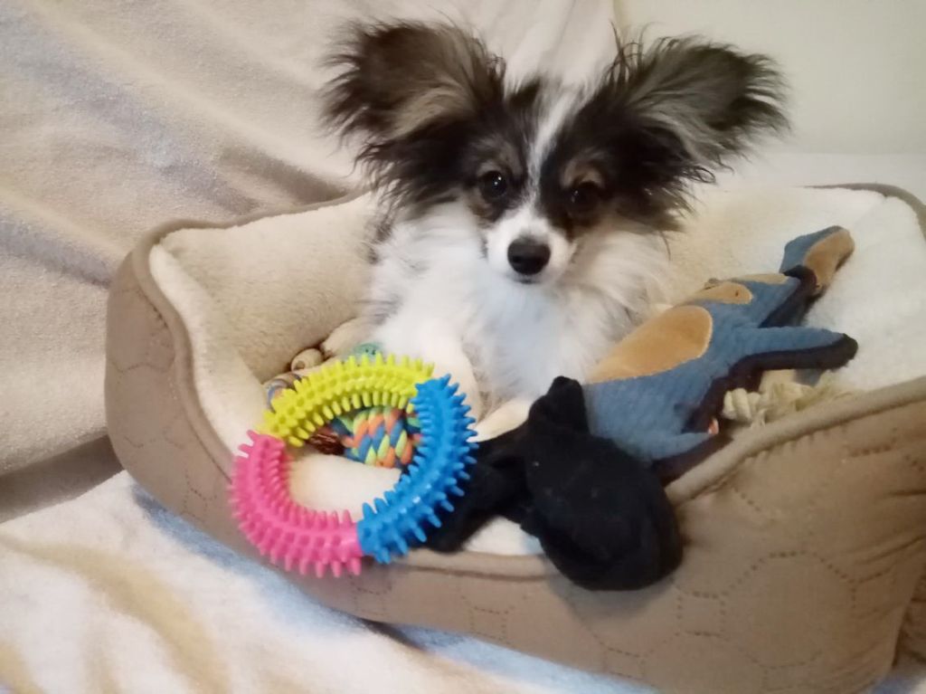 des rèves polaires - Amalou dans sa nouvelle maison