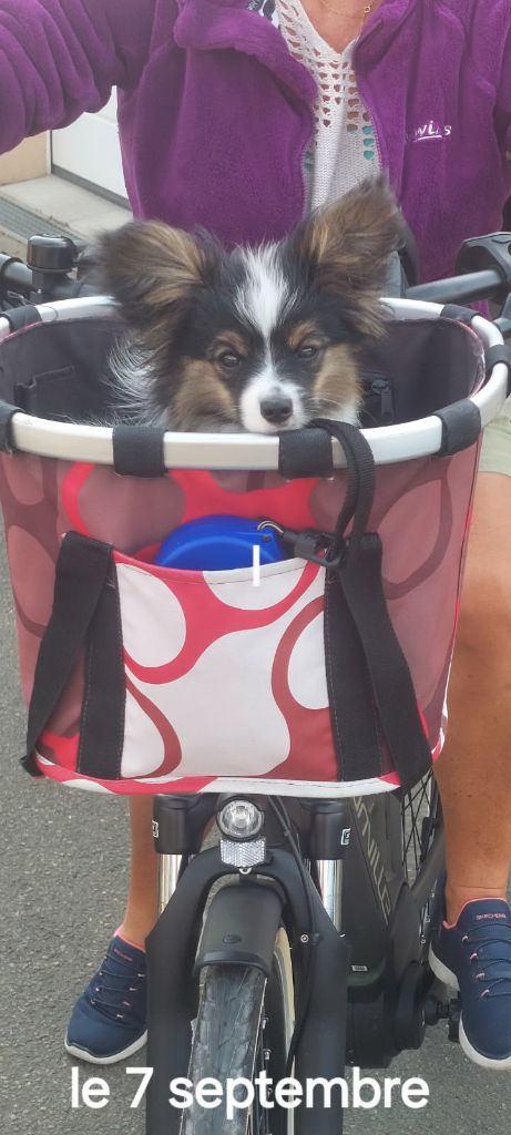 Amigo fait du vélo