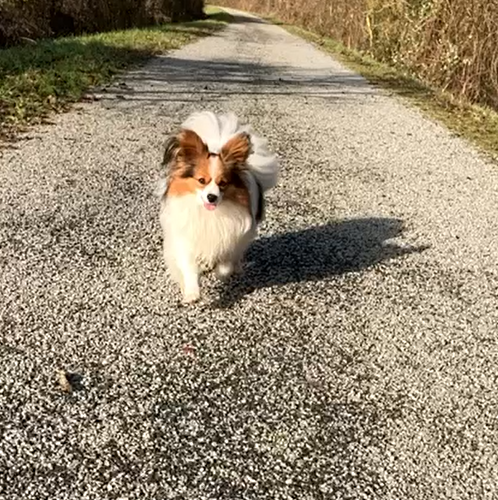 des rèves polaires - Joyeuses fêtes à Unji et sa maitresse