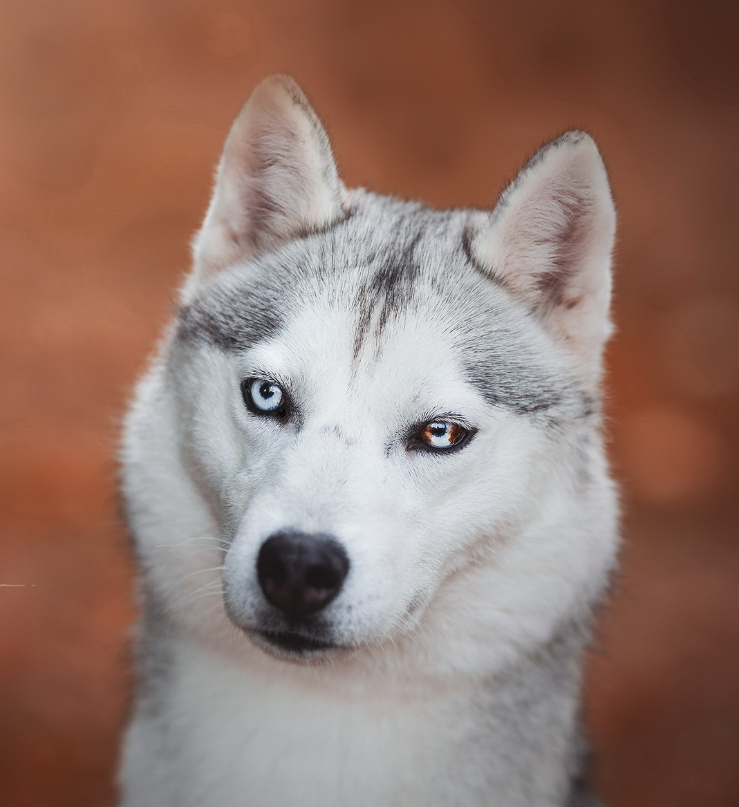 ASLAN, aux yeux particolor, fils de Priska est disponible