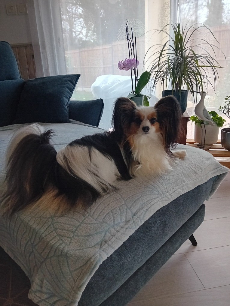 des rèves polaires - La belle Ulma