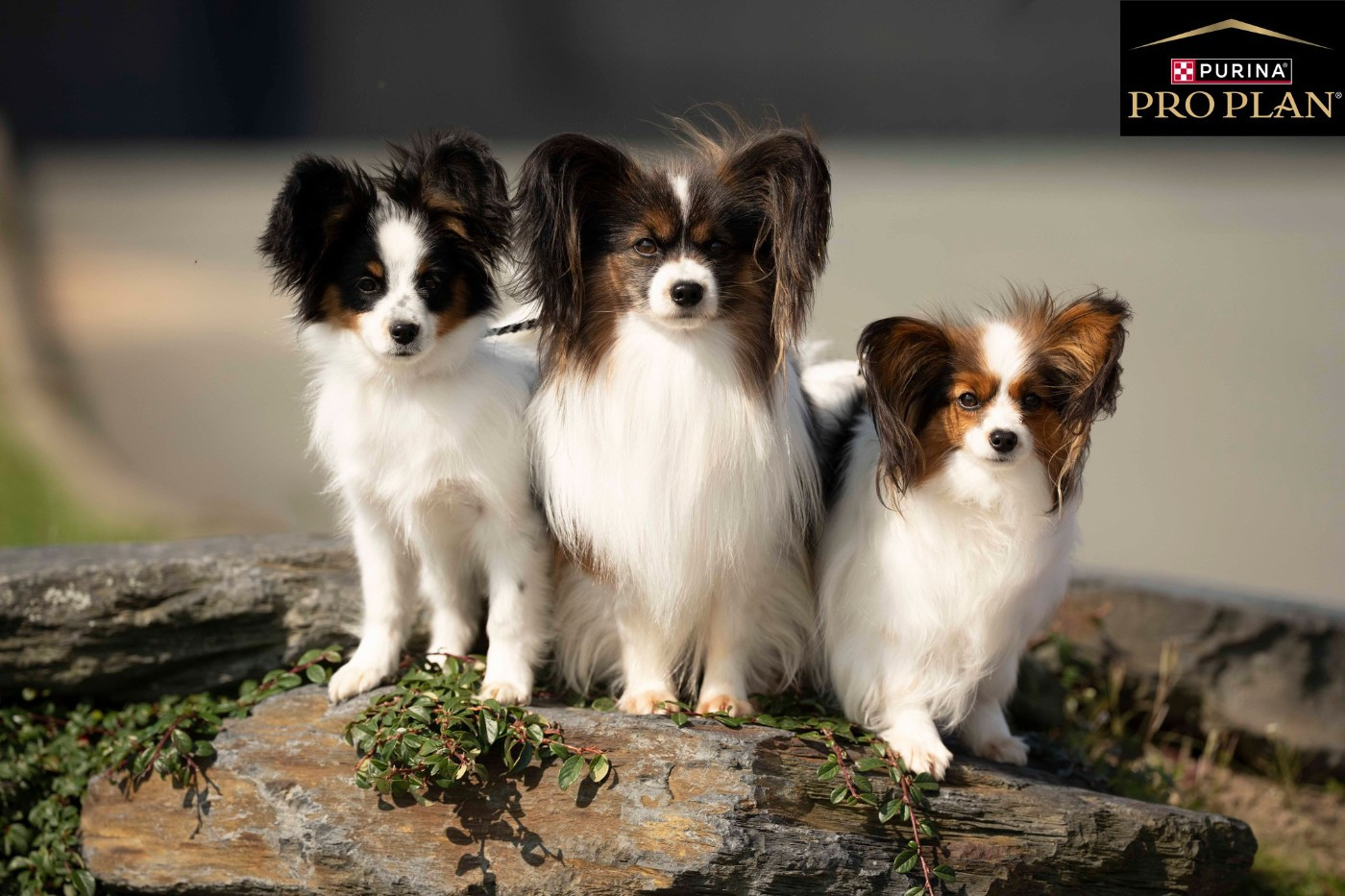des rèves polaires - Suite de l'expo d'Angers