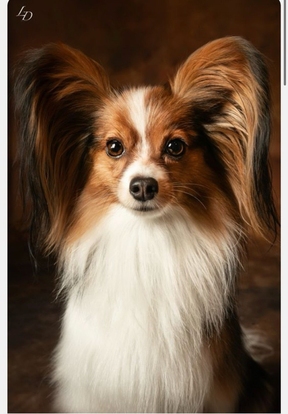 Des nouvelles de ULLIEROSE