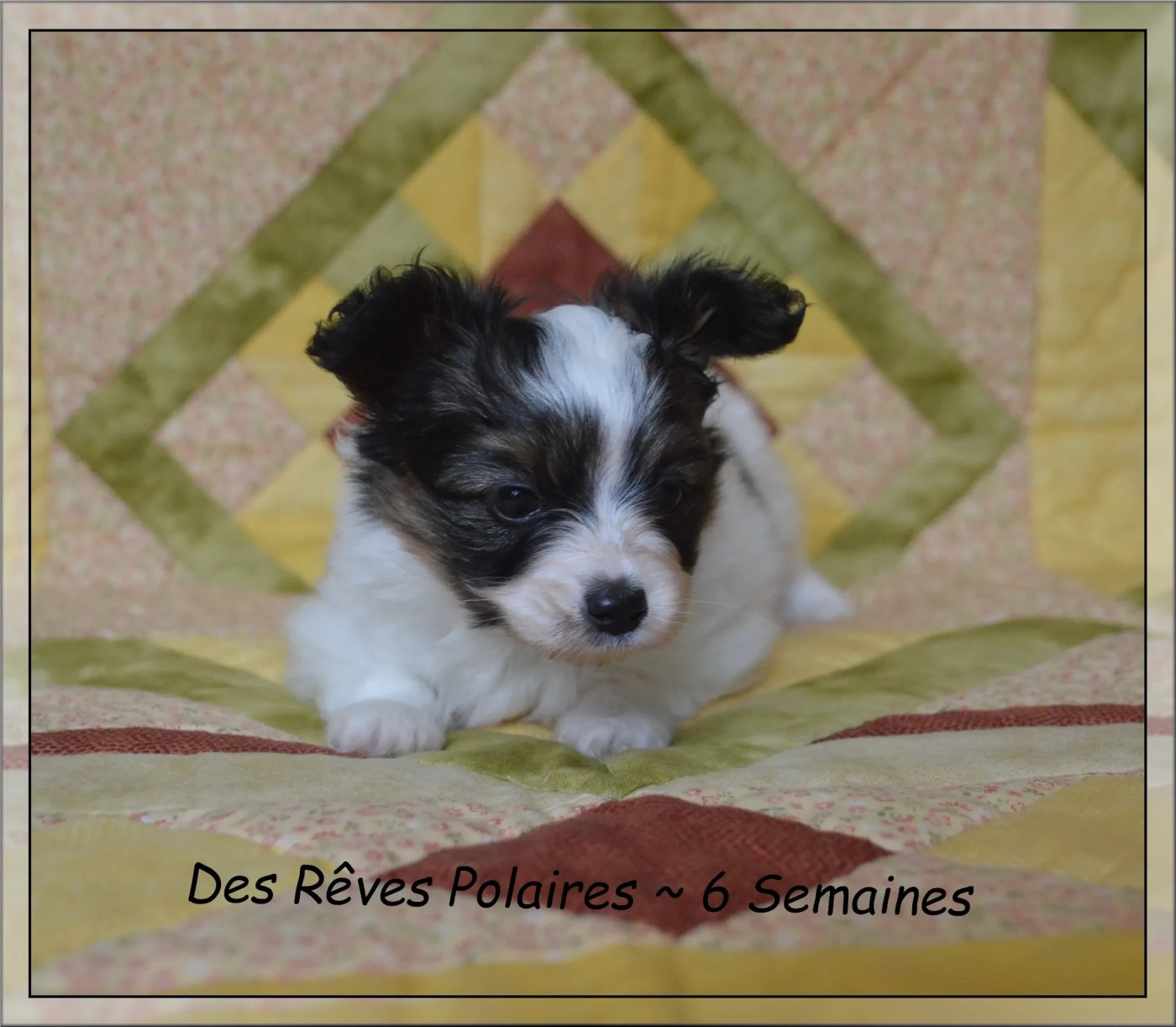 Un très beau mâle est dispo à la réservation