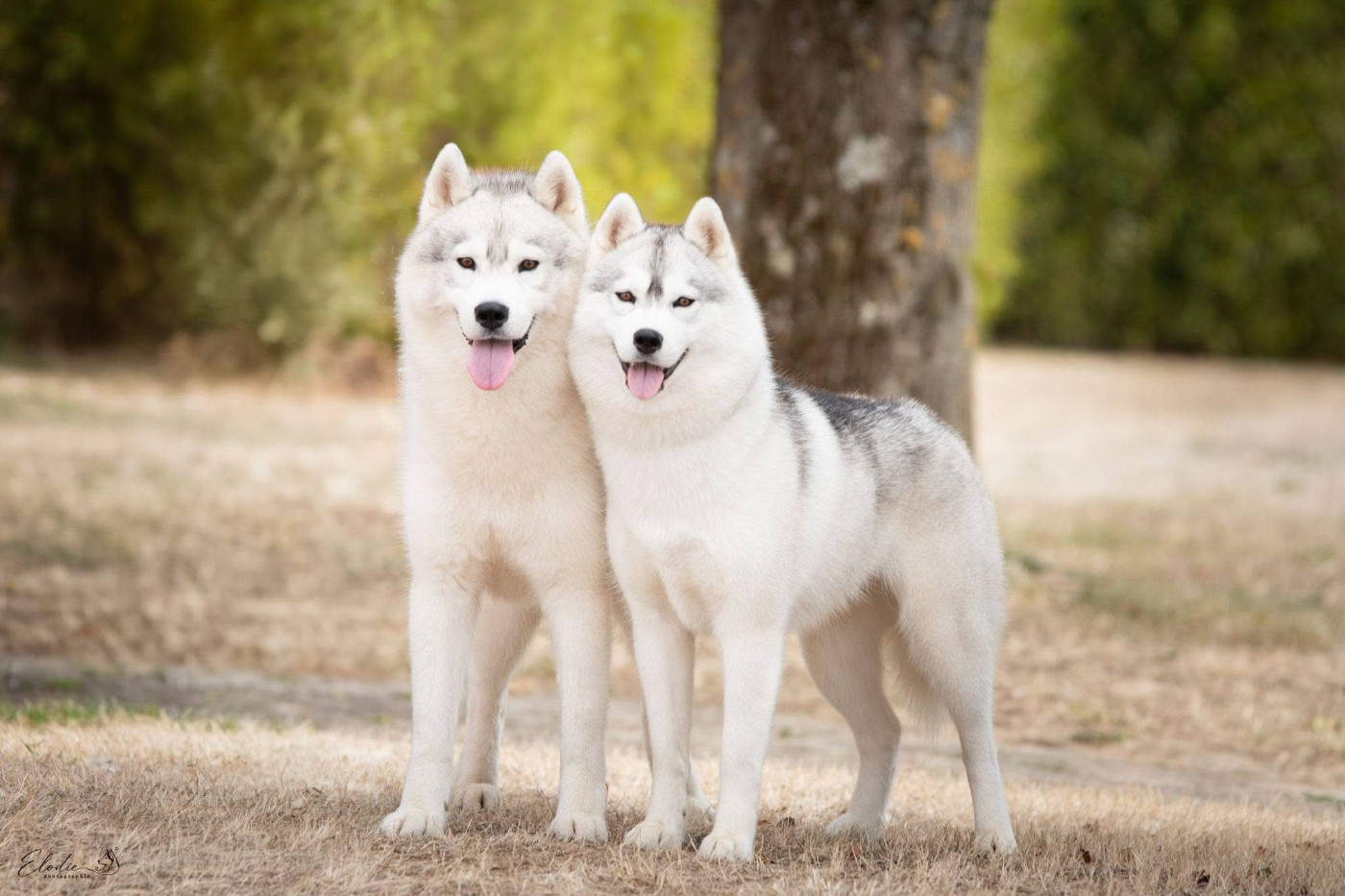 Rocky et sa fille à la Nationale d'élevage du Sibérien Husky de France