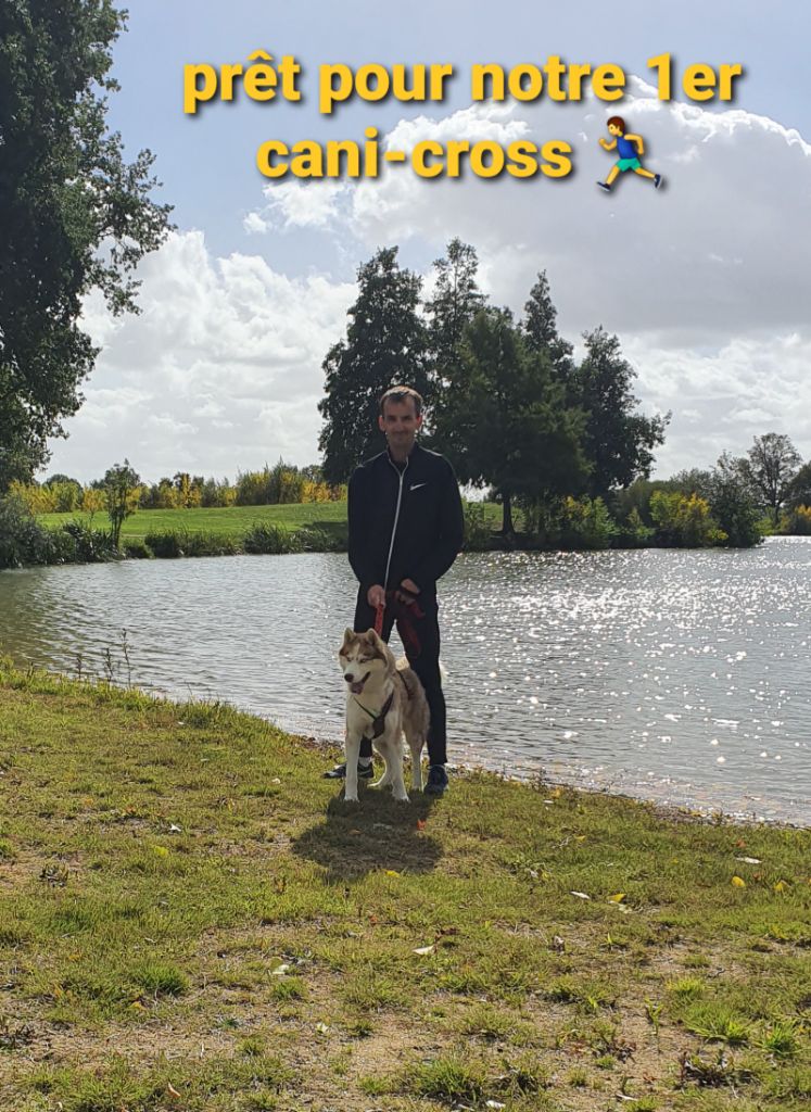 des rèves polaires - 1er Cani Cross pour Roméo