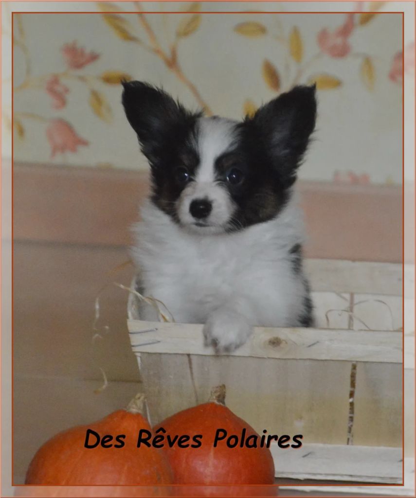 des rèves polaires - Un très beau mâle est disponible