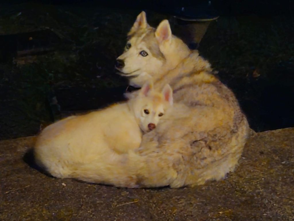 Valky et Ischka des rêves polaires
