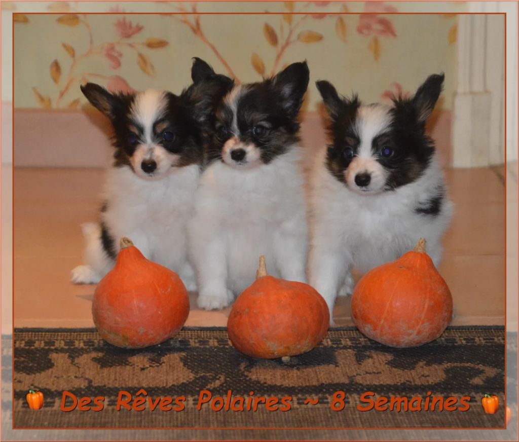 Chiot Epagneul nain Continental (Papillon) des rèves polaires