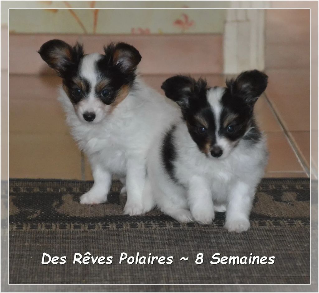 Chiot Epagneul nain Continental (Papillon) des rèves polaires