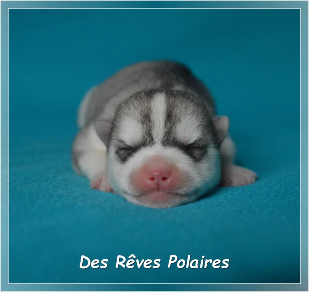 des rèves polaires - Chiots disponibles - Siberian Husky