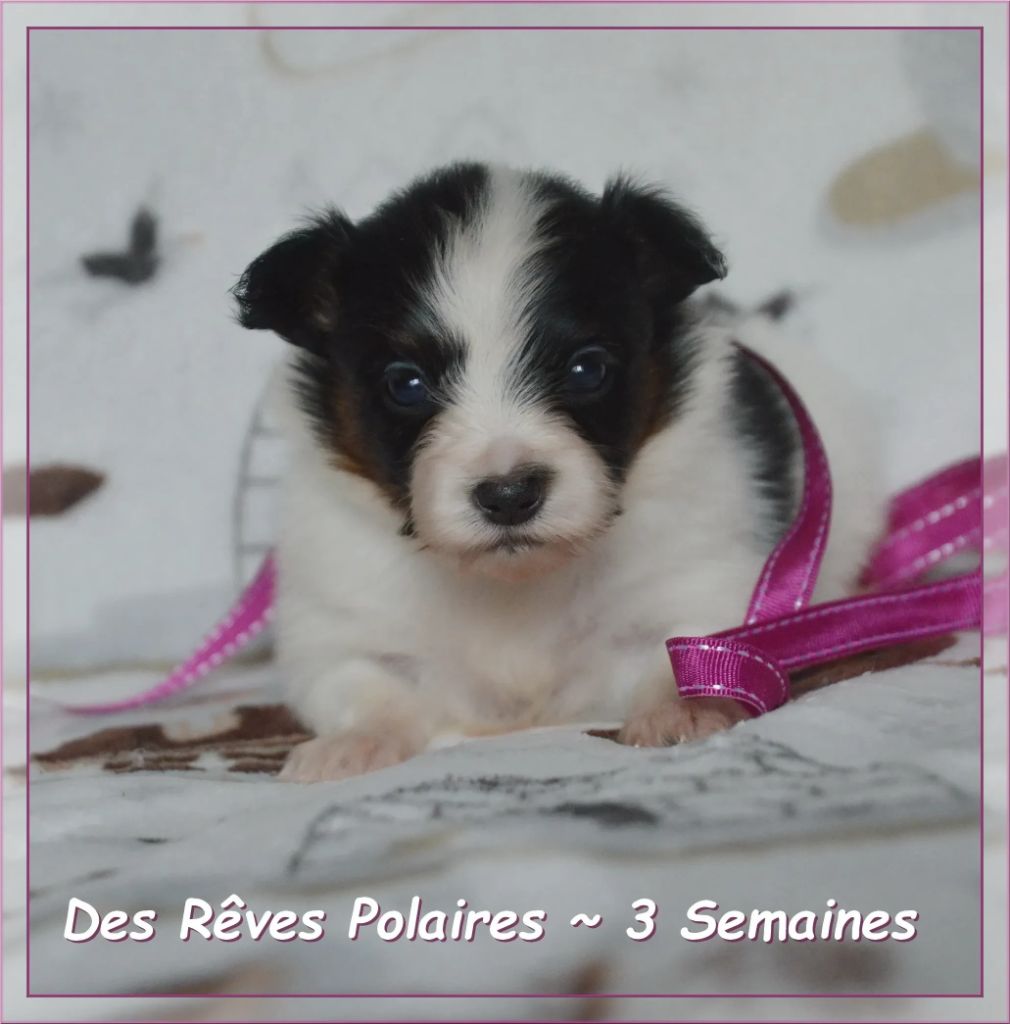 des rèves polaires - Chiots disponibles - Epagneul nain Continental (Papillon)