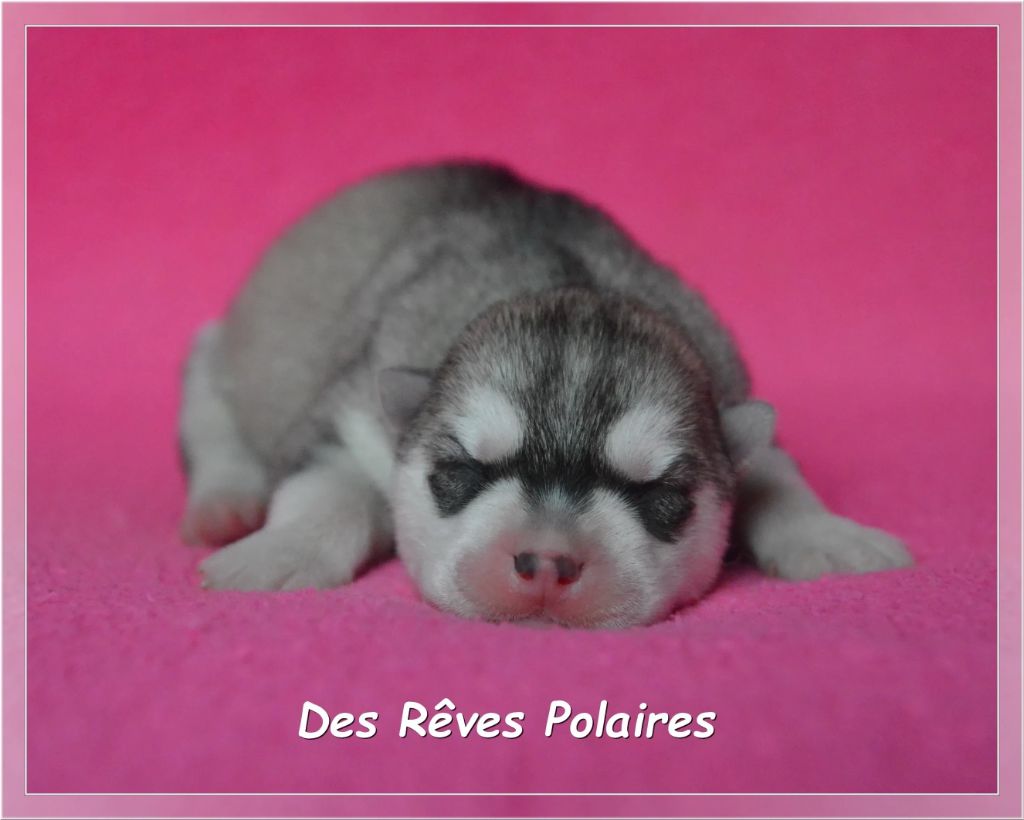 des rèves polaires - Chiots disponibles - Siberian Husky