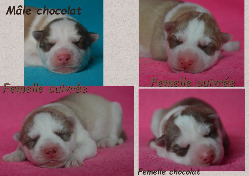 Chiot Siberian Husky des rèves polaires