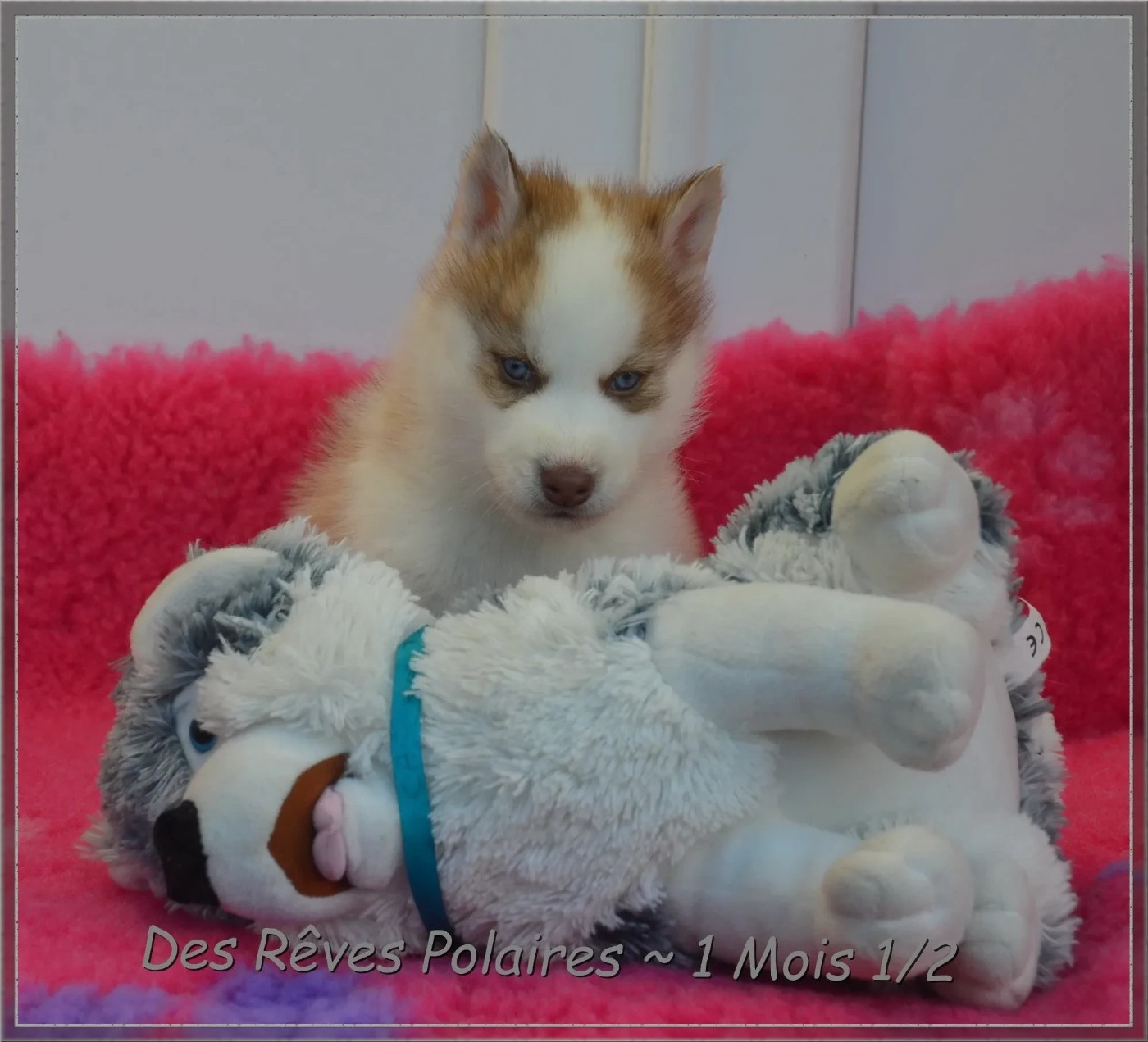 des rèves polaires - Chiots disponibles - Siberian Husky